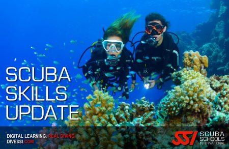 scuba skills update plancton diving ssi course